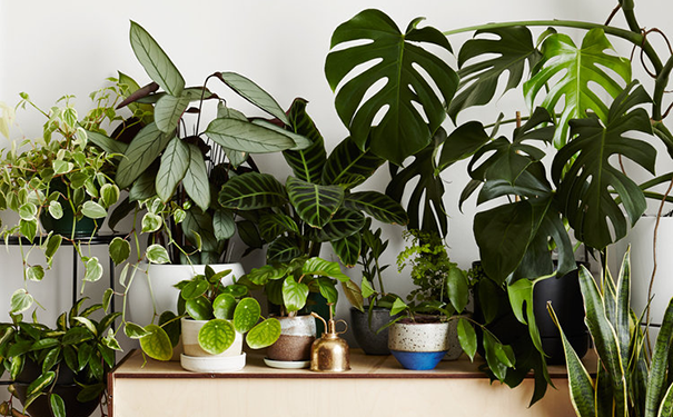 家中放置綠植清味.png